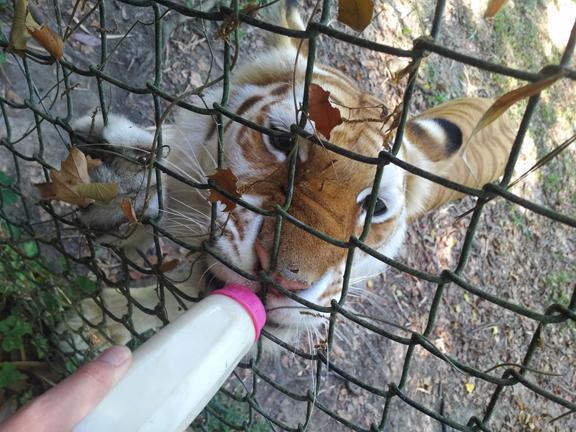 Wait, sorry, I'm feeding a ferocious what that can kill me?