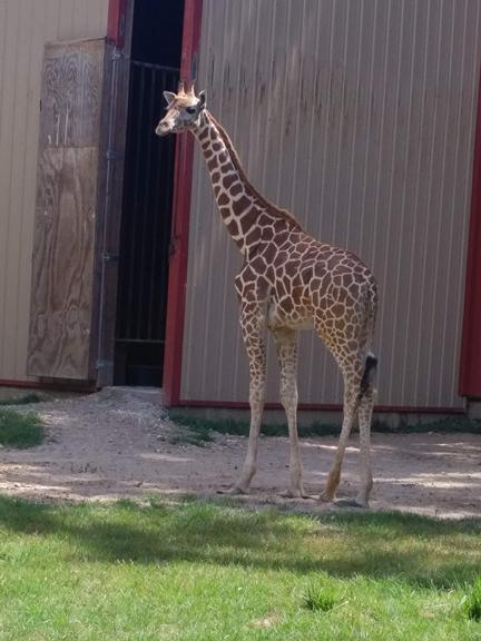 Wait, sorry, I'm feeding a ferocious what that can kill me?