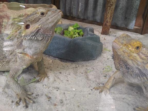 Wait, sorry, I'm feeding a ferocious what that can kill me? Wait, sorry, I'm feeding a ferocious what that can kill me?