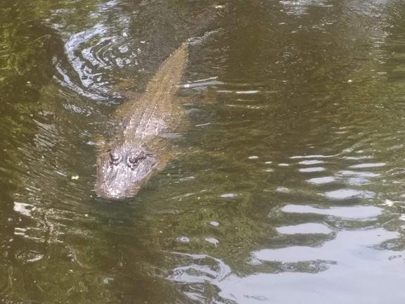 Can we wrestle these gators??