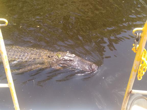 Can we wrestle these gators?? Can we wrestle these gators??