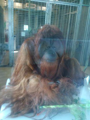 What a buncha animals! What a buncha animals!