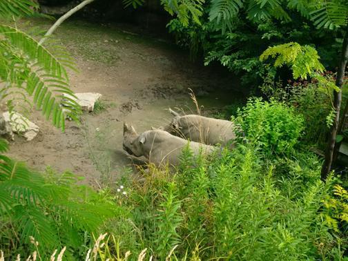 What a buncha animals! What a buncha animals!