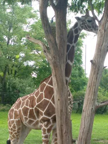 What a buncha animals! What a buncha animals!