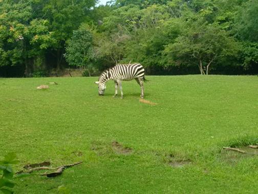 What a buncha animals! What a buncha animals!