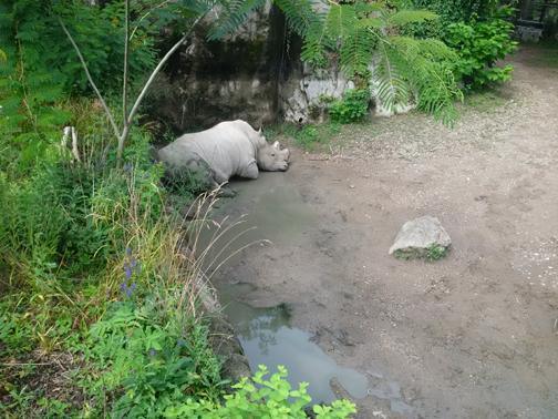 What a buncha animals! What a buncha animals!