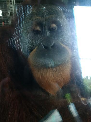 What a buncha animals! What a buncha animals!