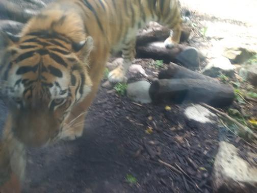 What a buncha animals! What a buncha animals!