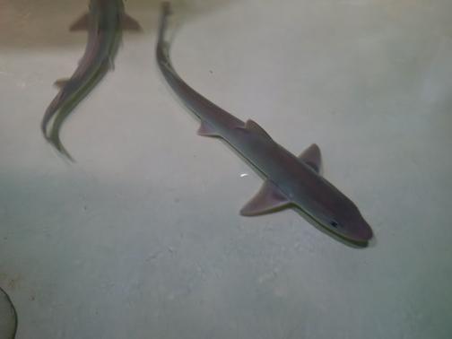 What a buncha animals! What a buncha animals!