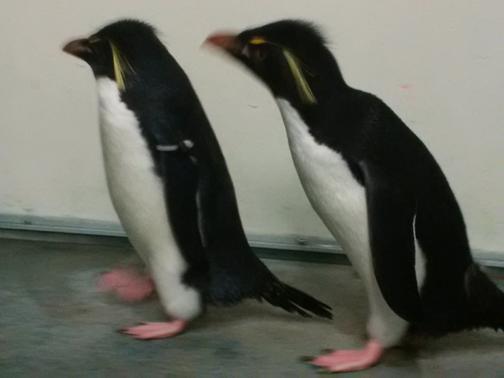 What a buncha animals! What a buncha animals!