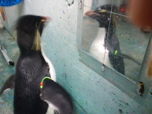 What a buncha animals! What a buncha animals!