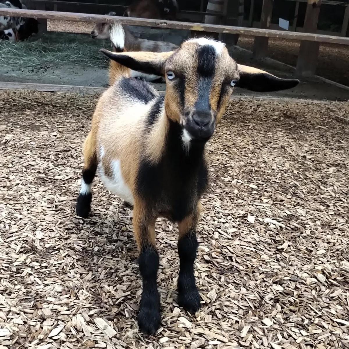 Cowboy Day stripped down: Ride 'em, Buff Boy! 