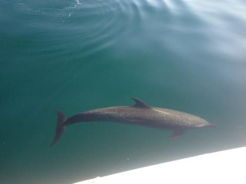 Swimming with dolphins... in the ocean (WILD VIDEO!) Swimming with dolphins... in the ocean (WILD VIDEO!)