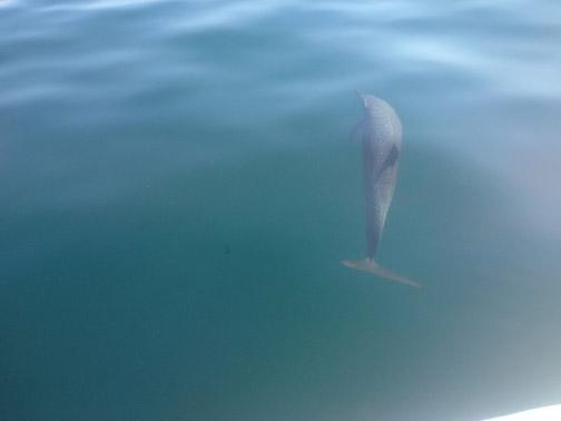 Swimming with dolphins... in the ocean (WILD VIDEO!) Swimming with dolphins... in the ocean (WILD VIDEO!)