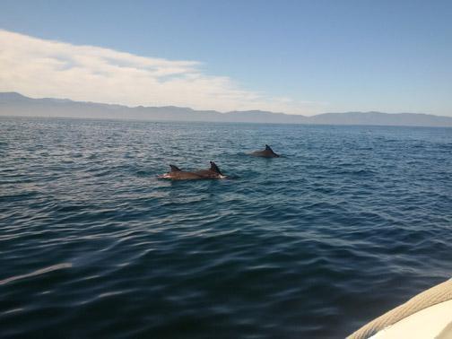 Swimming with dolphins... in the ocean (WILD VIDEO!) Swimming with dolphins... in the ocean (WILD VIDEO!)