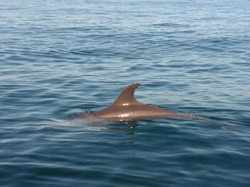 Swimming with dolphins... in the ocean (WILD VIDEO!) Swimming with dolphins... in the ocean (WILD VIDEO!)
