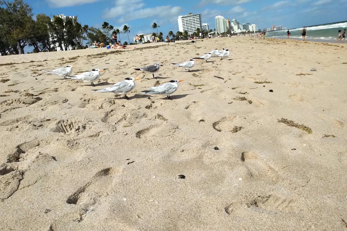 Making Waves: Buff's Brazilian cabin boy!