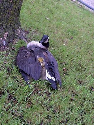 Un-bear-able weather but an amazing zoo Un-bear-able weather but an amazing zoo