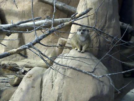 Un-bear-able weather but an amazing zoo
