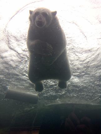 Un-bear-able weather but an amazing zoo