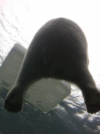 Un-bear-able weather but an amazing zoo