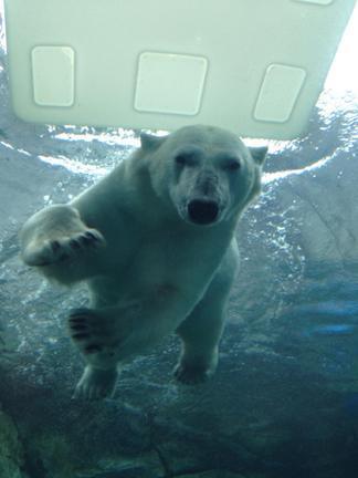 Un-bear-able weather but an amazing zoo