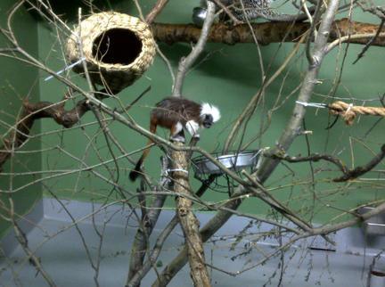 Un-bear-able weather but an amazing zoo Un-bear-able weather but an amazing zoo