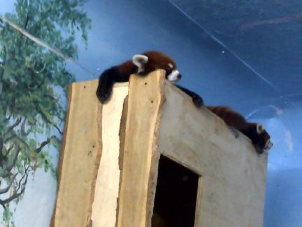 Un-bear-able weather but an amazing zoo