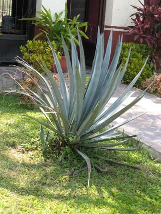 Barebacking while swimming Barebacking while swimming