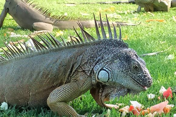 Fairways, flamingos and a fruity feast Fairways, flamingos and a fruity feast