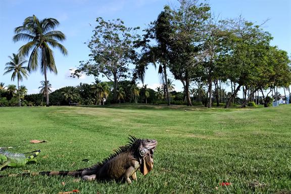 Fairways, flamingos and a fruity feast