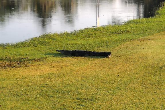 Fairways, flamingos and a fruity feast Fairways, flamingos and a fruity feast