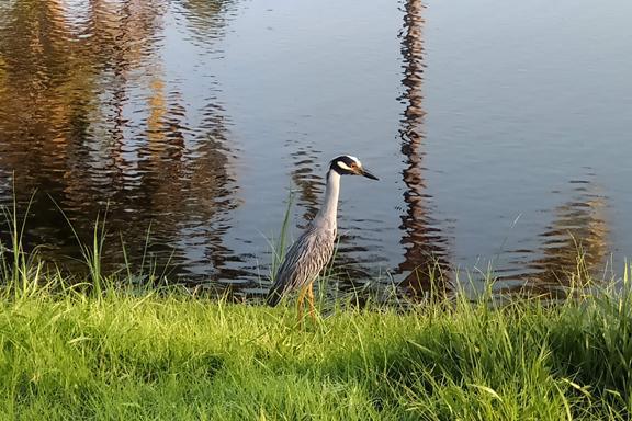 Fairways, flamingos and a fruity feast Fairways, flamingos and a fruity feast