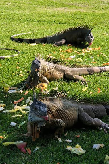 Fairways, flamingos and a fruity feast