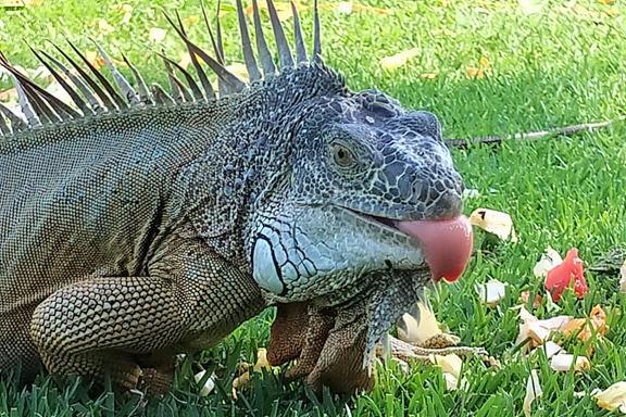 Fairways, flamingos and a fruity feast Fairways, flamingos and a fruity feast