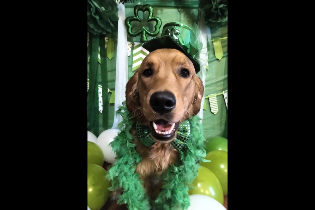 Buff does St. Patrick's Day!