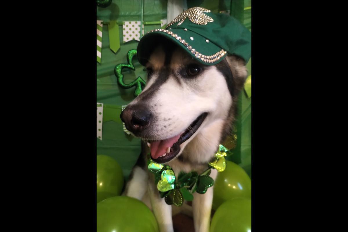 Buff does St. Patrick's Day!