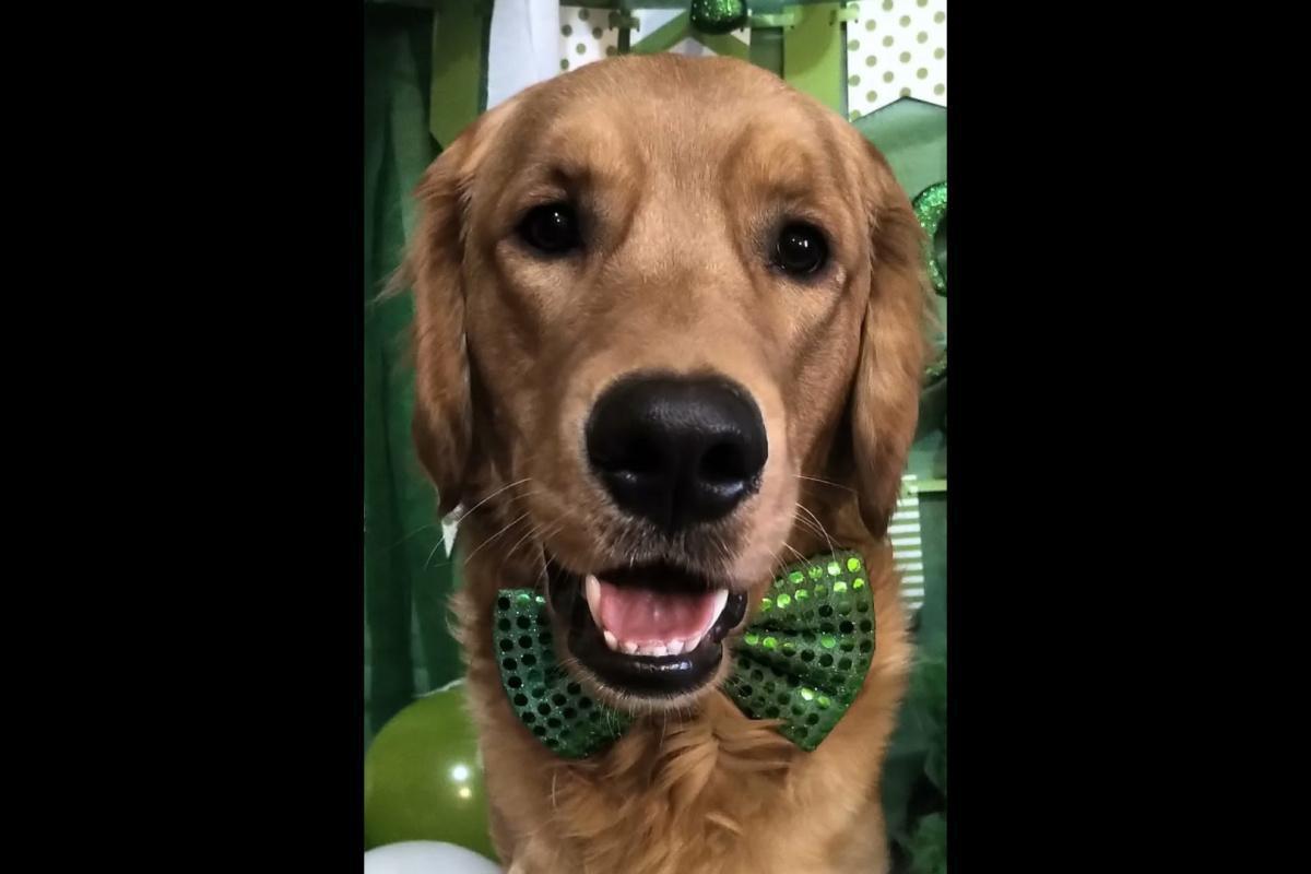 Buff does St. Patrick's Day!