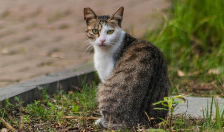 My yard is not a playground for your 'outdoor cat'