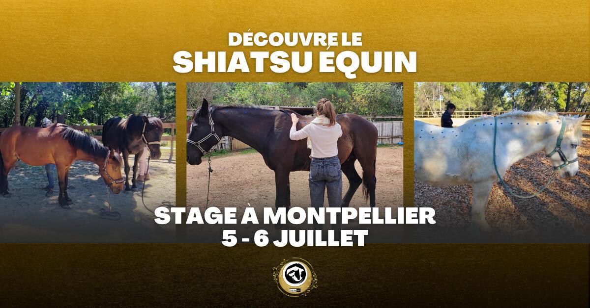 Shiatsu Équin : initiation