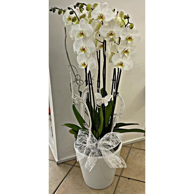 Marco Fiori Marco Fiori