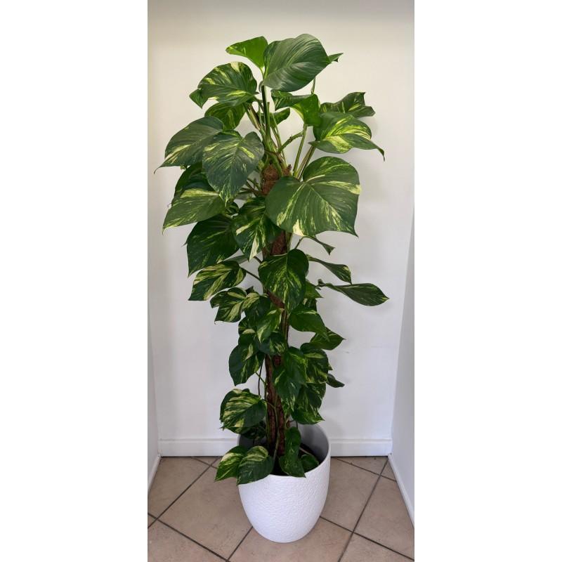 Marco Fiori Marco Fiori