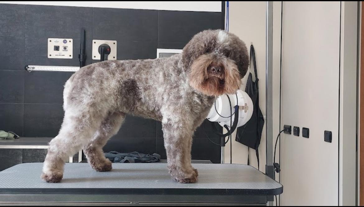 Pelo Ribelle