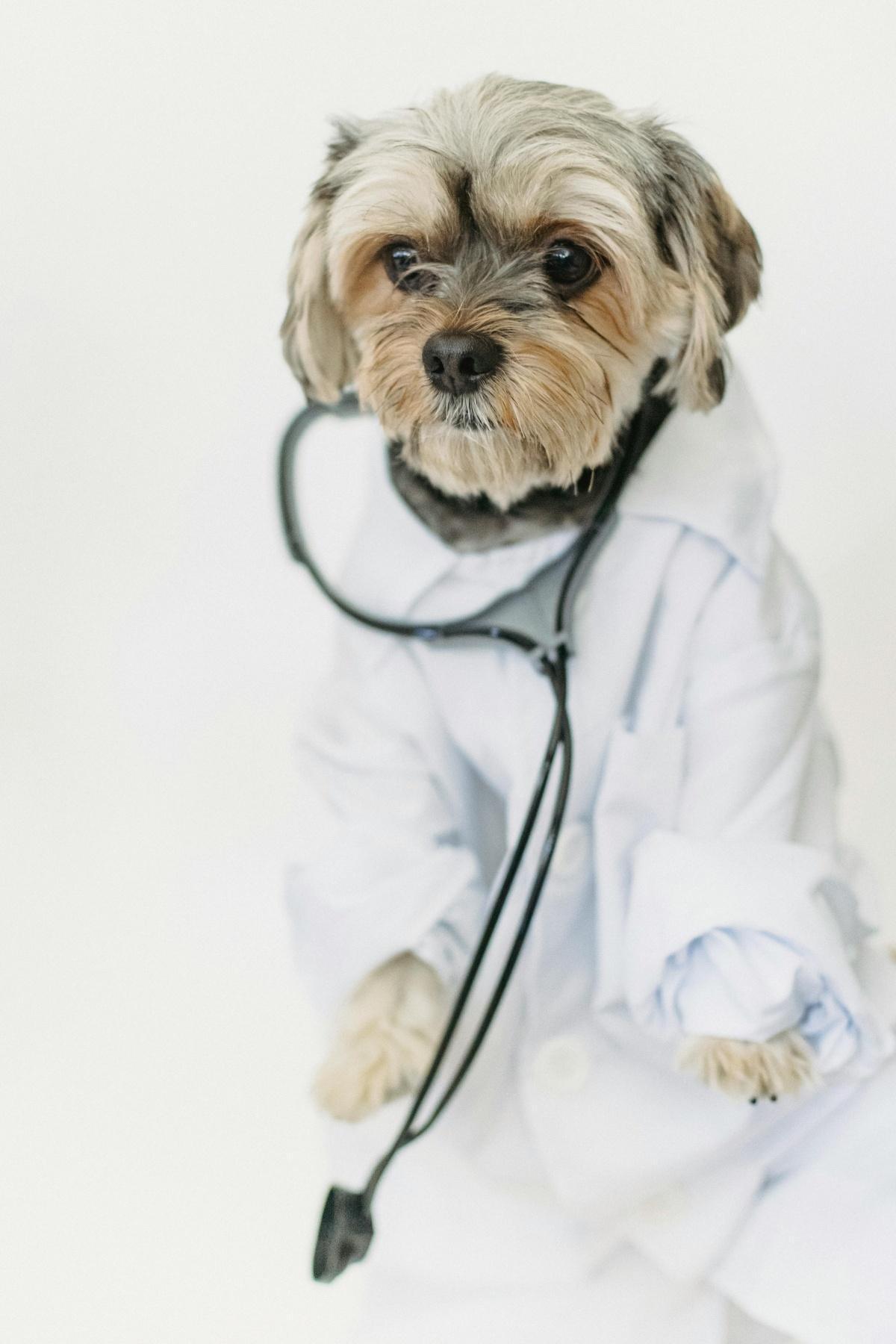 Ambulatorio Veterinario Garavaglia Dott. Luca