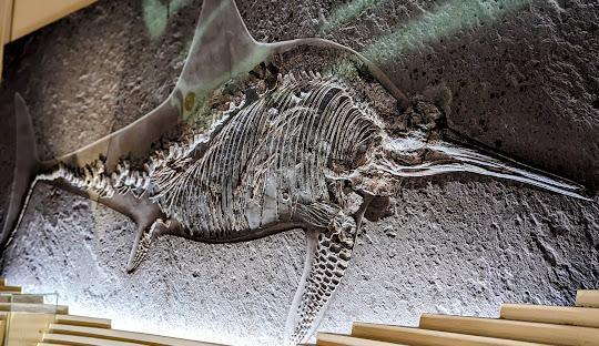 Museo di Storia Naturale di Venezia Giancarlo Ligabue