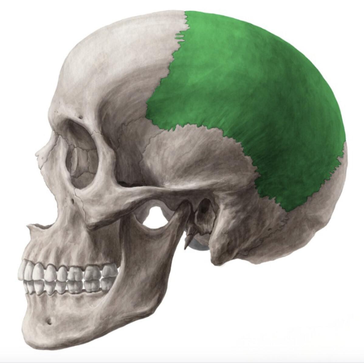 OS PARIETAL