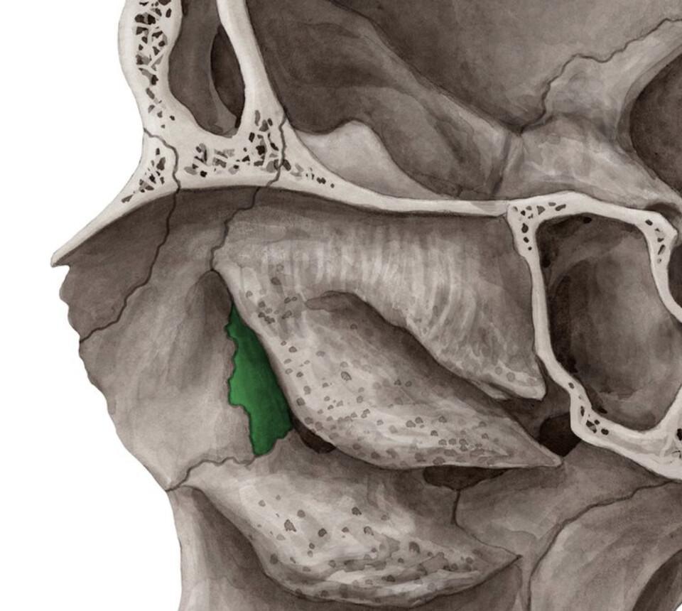 OS LACRYMAL