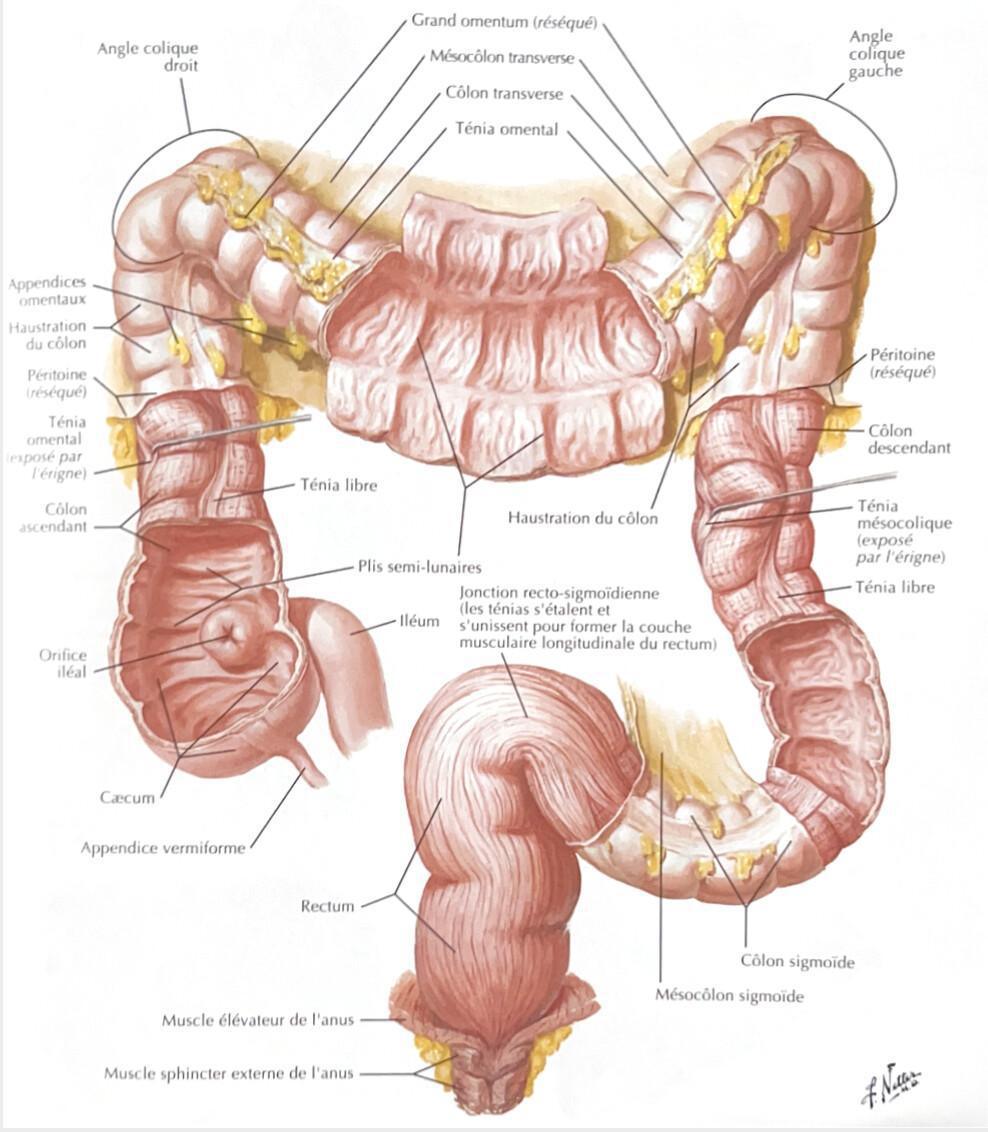 COLON