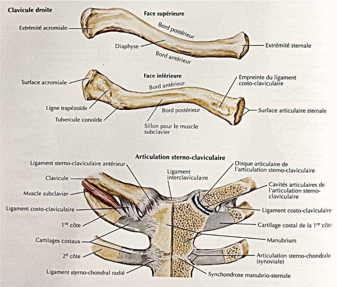 CLAVICULE CLAVICULE