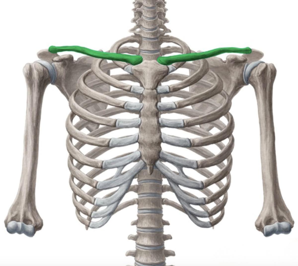 CLAVICULE